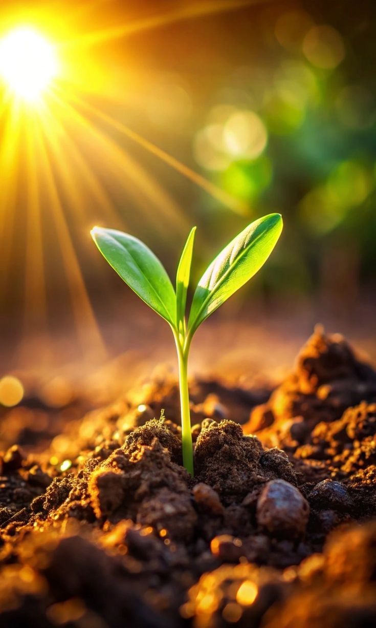 Coastal Farmland in Konkan